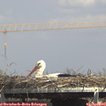 15_00-mast.jpg