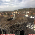 15_00-nest.jpg