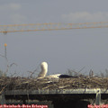 15_05-mast.jpg