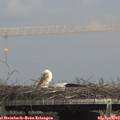 15_10-mast.jpg