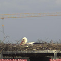 15_15-mast.jpg
