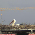 15_20-mast.jpg
