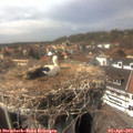 15_20-nest.jpg
