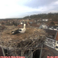 15_25-nest.jpg