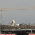 15_30-mast.jpg
