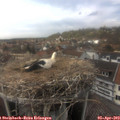 15_30-nest.jpg