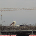 15_35-mast.jpg