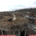 15_35-nest.jpg