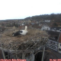 15_40-nest.jpg