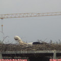 15_45-mast.jpg