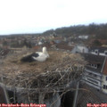 15_45-nest.jpg