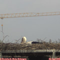 15_50-mast.jpg