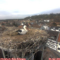 15_50-nest.jpg