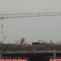 15_55-mast.jpg