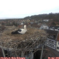 15_55-nest.jpg