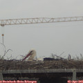 16_00-mast.jpg