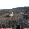 16_00-nest.jpg