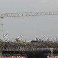 16_05-mast.jpg