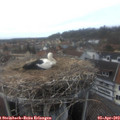 16_05-nest.jpg