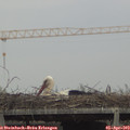 16_10-mast.jpg