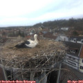 16_10-nest.jpg