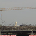 16_15-mast.jpg