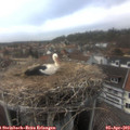 16_15-nest.jpg