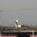 16_20-mast.jpg