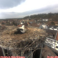 16_20-nest.jpg