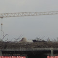 16_25-mast.jpg