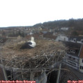 16_30-nest.jpg