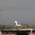16_40-mast.jpg