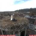 16_45-nest.jpg