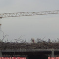 16_50-mast.jpg