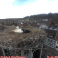 16_50-nest.jpg
