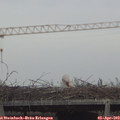 16_55-mast.jpg