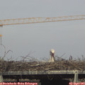 17_00-mast.jpg