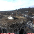 17_00-nest.jpg