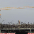 17_05-mast.jpg