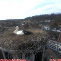 17_05-nest.jpg