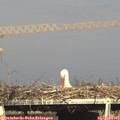 17_15-mast.jpg