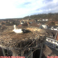 17_15-nest.jpg