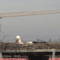 17_20-mast.jpg