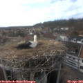 17_20-nest.jpg