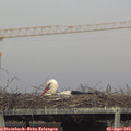 17_25-mast.jpg