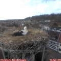 17_25-nest.jpg