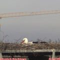 17_30-mast.jpg
