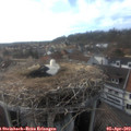 17_30-nest.jpg