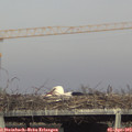 17_35-mast.jpg