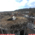 17_35-nest.jpg